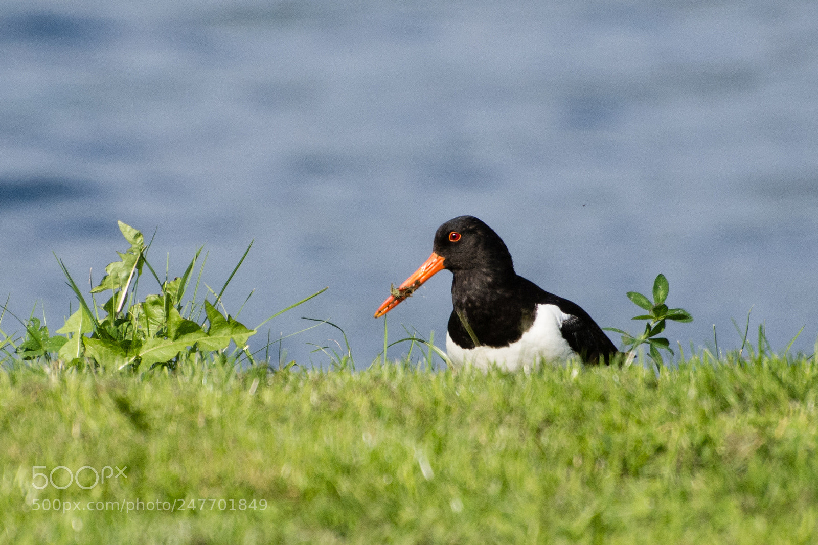 Nikon D7200 sample photo. Haematopus ostralegus photography