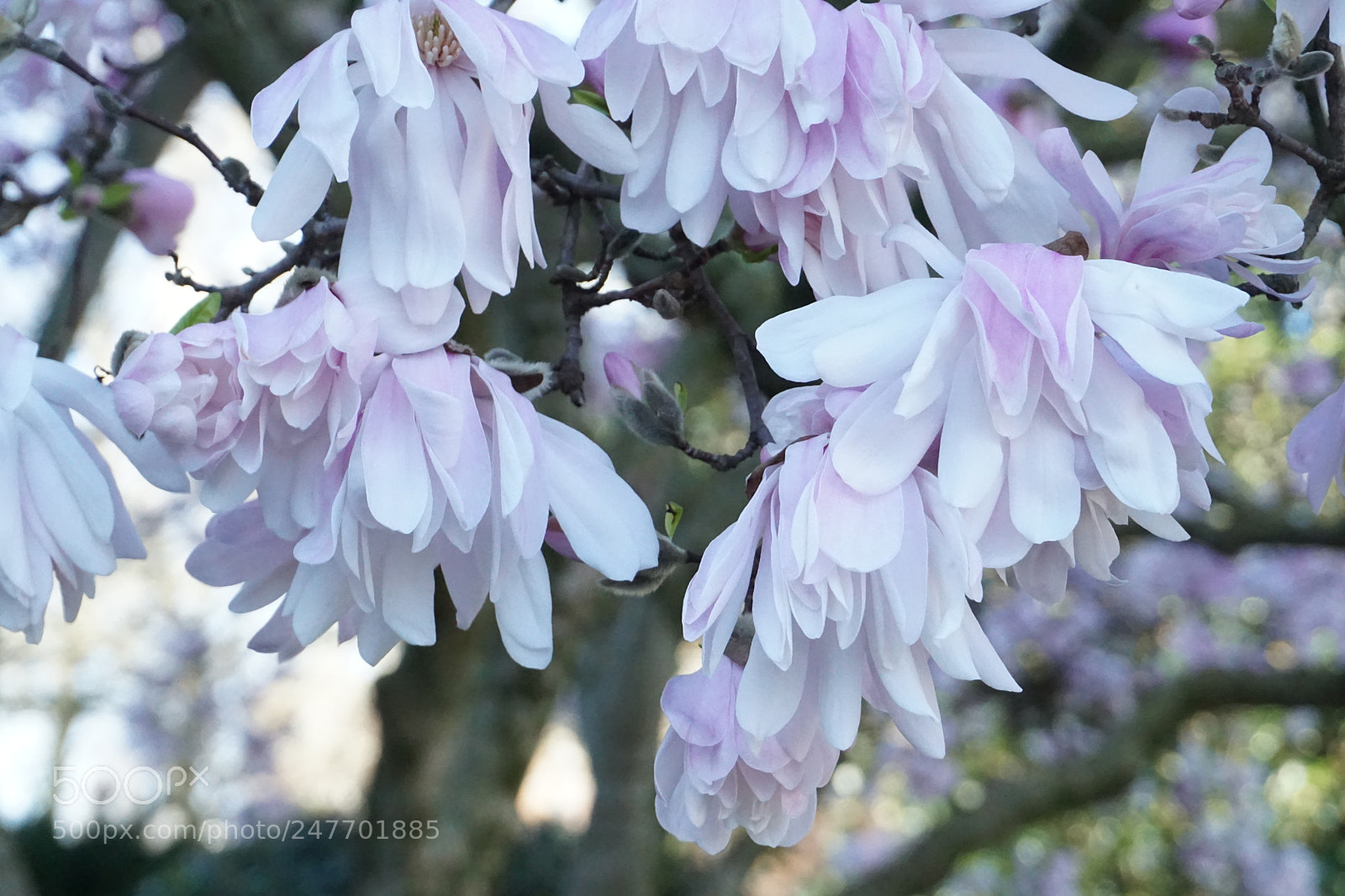 Sony a5100 sample photo. New beginnings photography