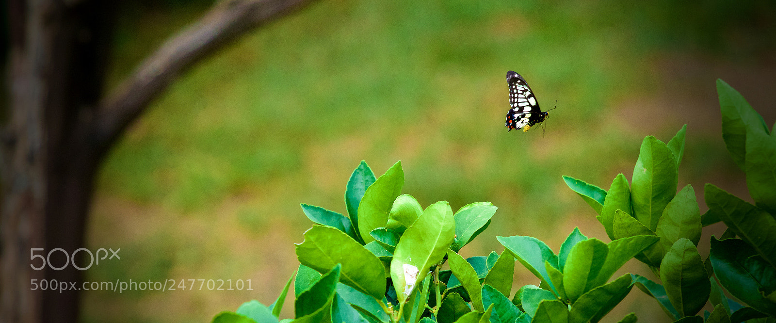Canon EOS 80D sample photo. Venturer photography