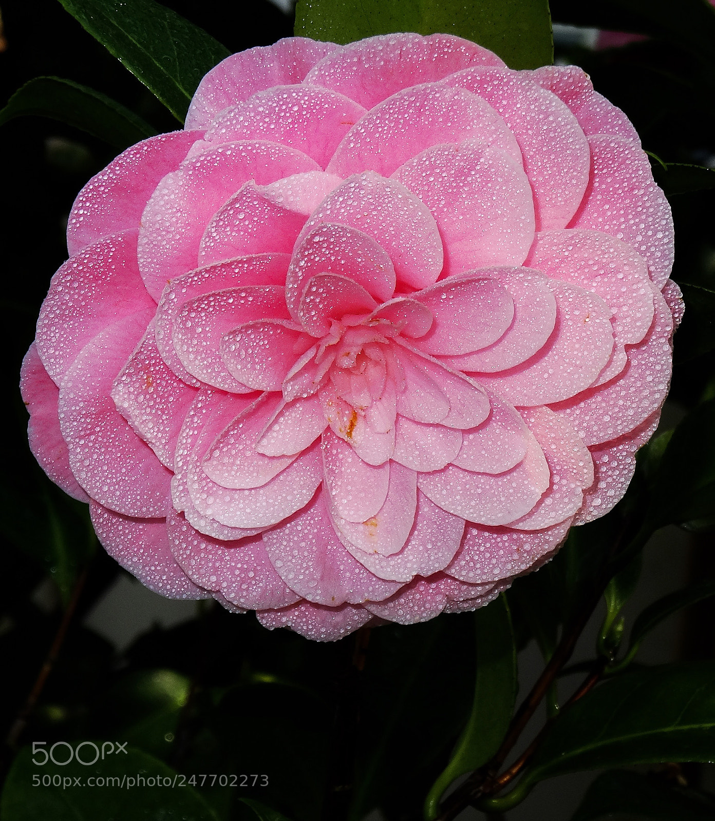 Sony Cyber-shot DSC-HX50V sample photo. Camellia - almost perfect photography