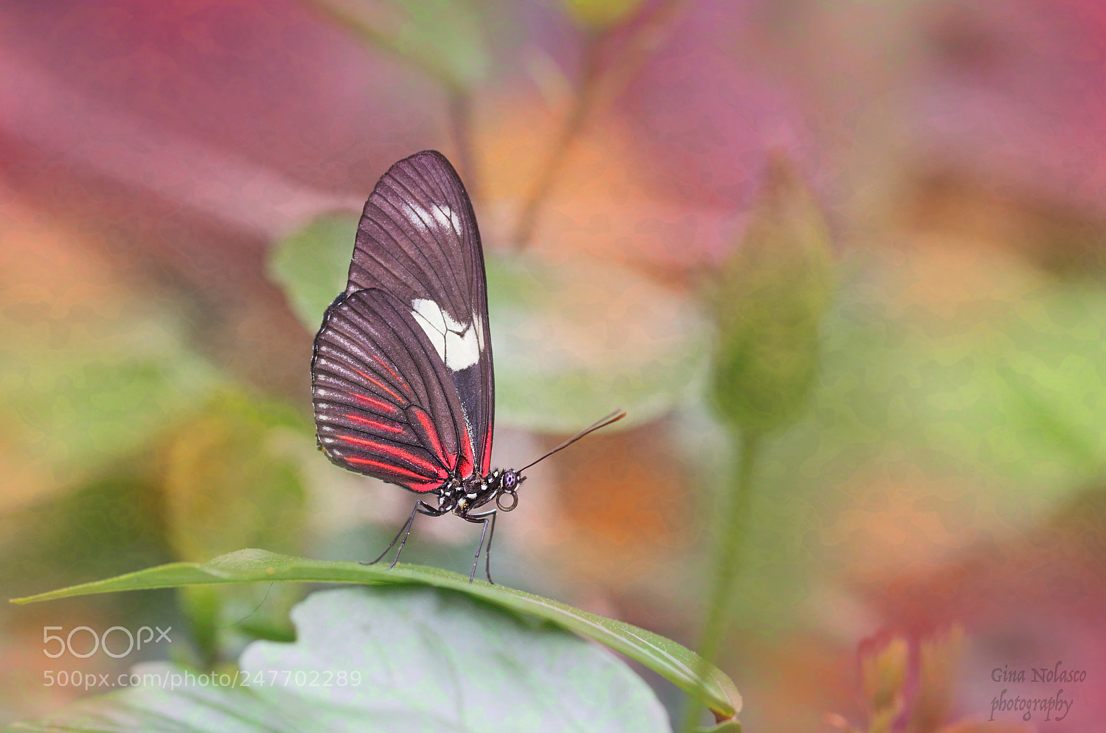 Nikon D3200 sample photo. Heliconious antiochus butterfly photography