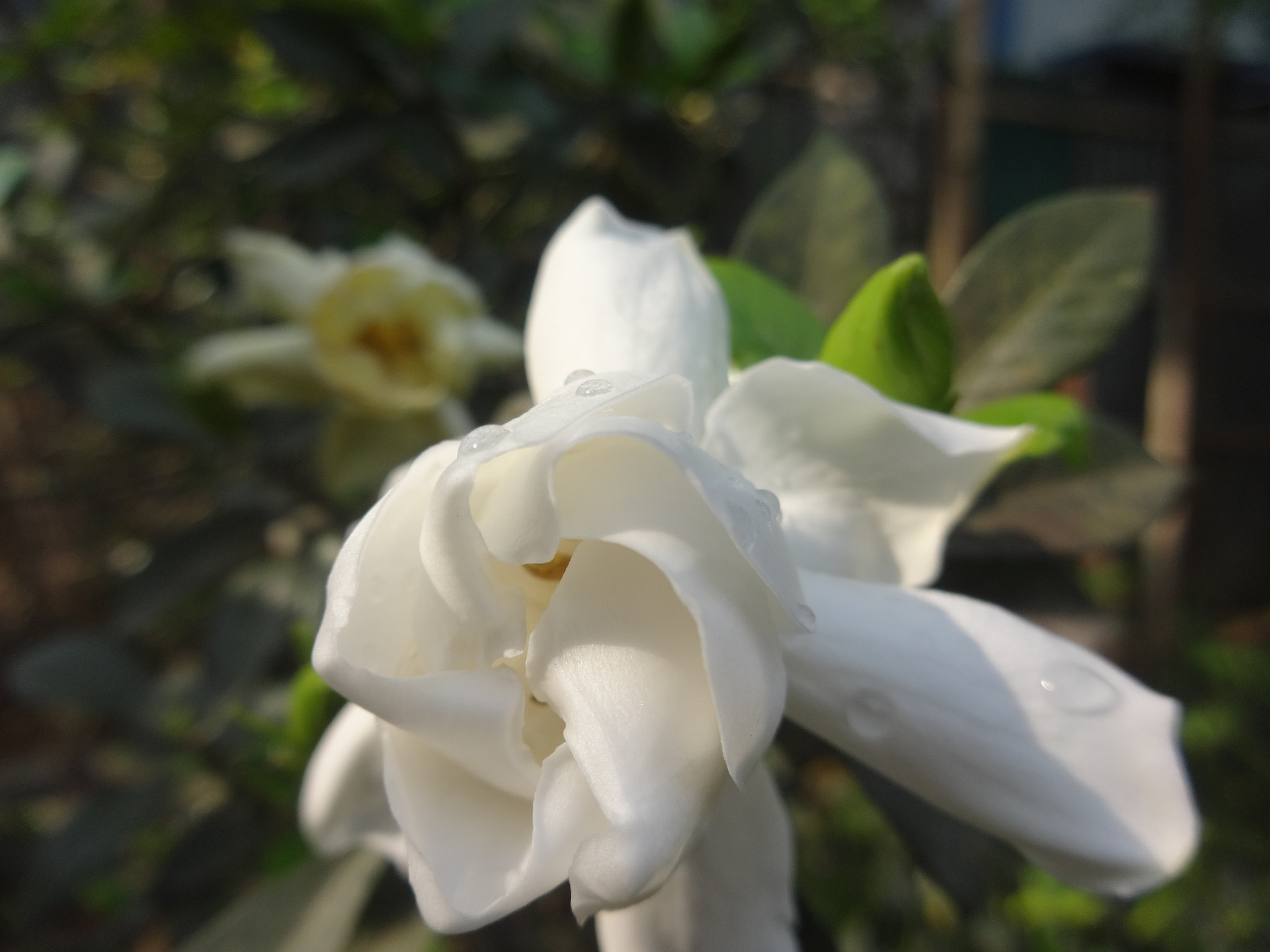 Sony Cyber-shot DSC-WX80 sample photo. Dsc photography