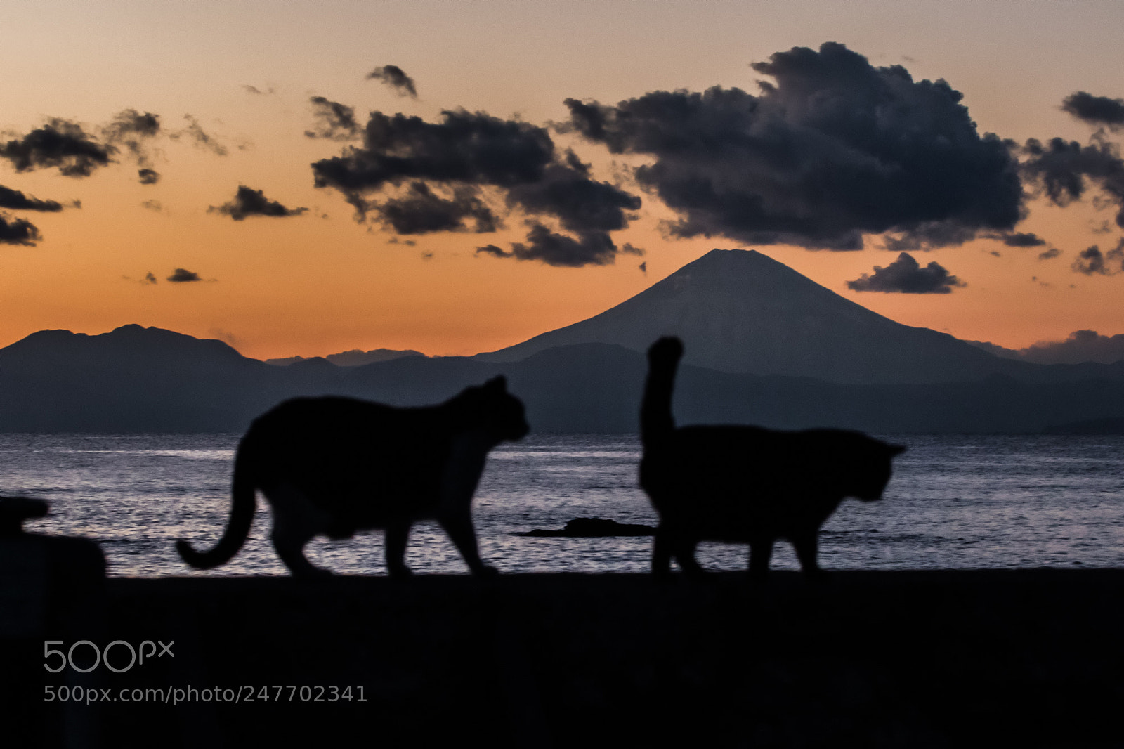 Canon EOS 7D Mark II sample photo. Sunset walk path photography