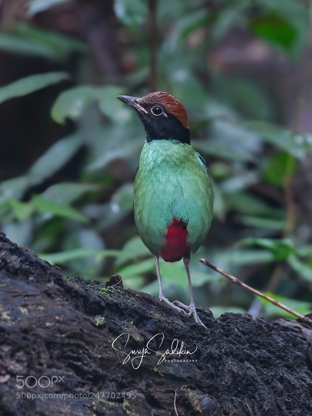 Nikon D850 sample photo. Hooded pitta - superman photography