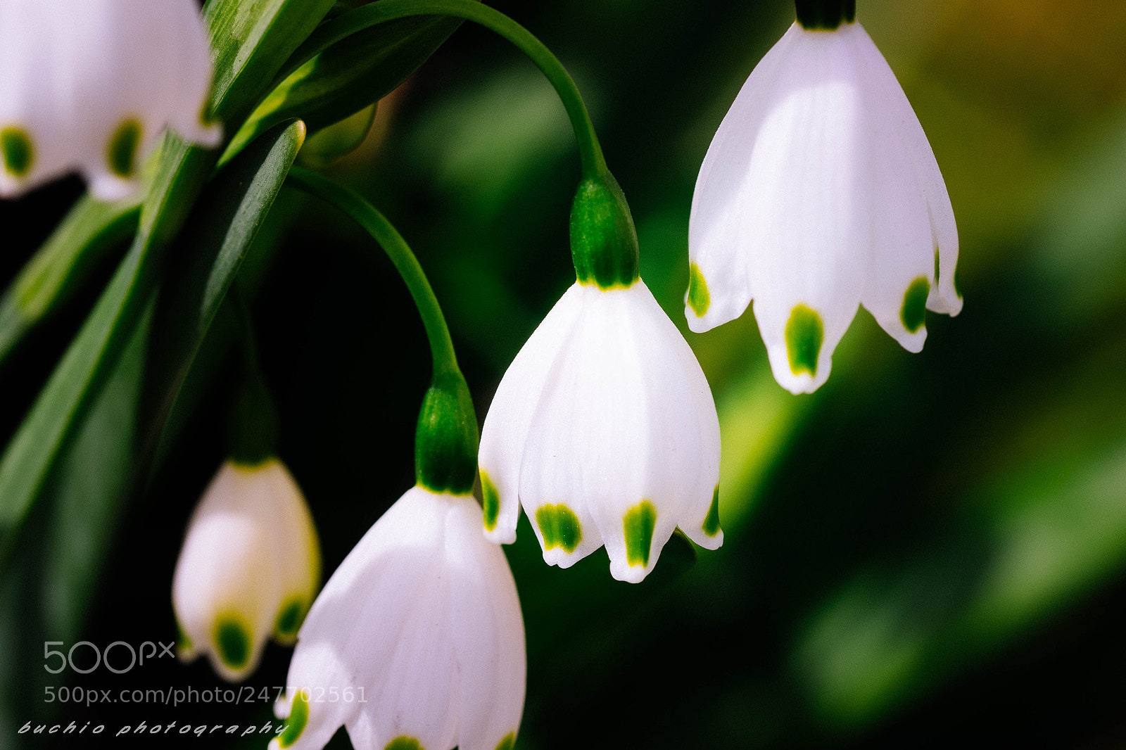 Olympus OM-D E-M1 sample photo. Leucojum aestivum photography