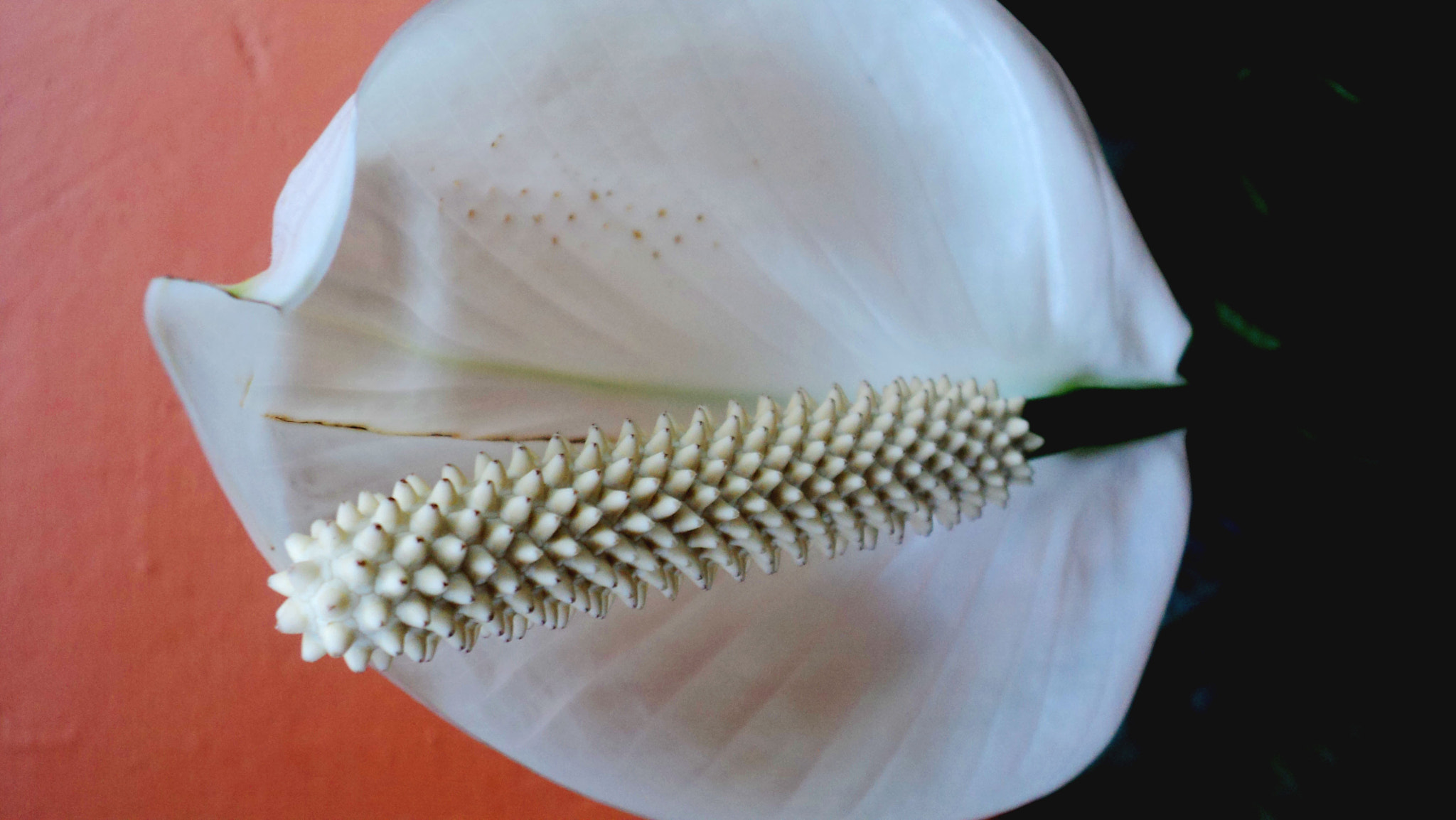 Sony DSC-S1900 sample photo. One petal flower photography