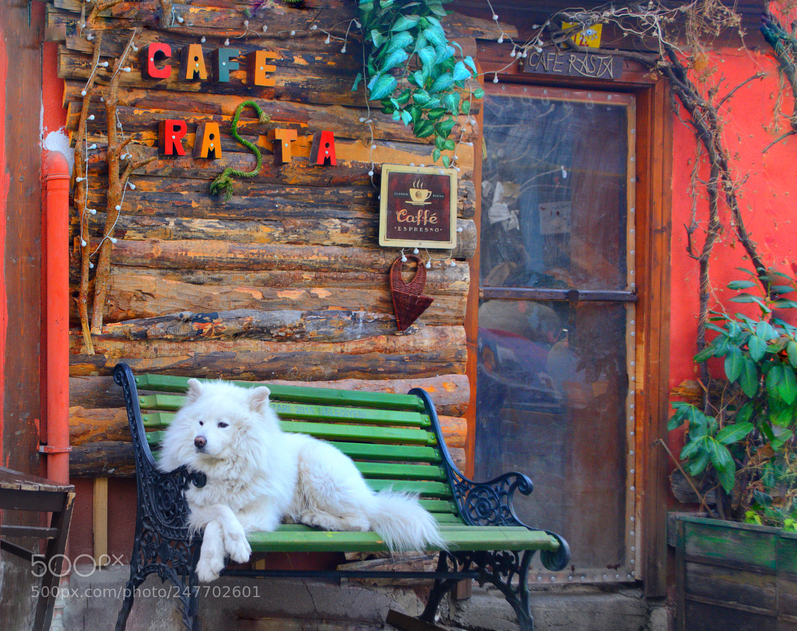 Nikon D3100 sample photo. Snow white! photography