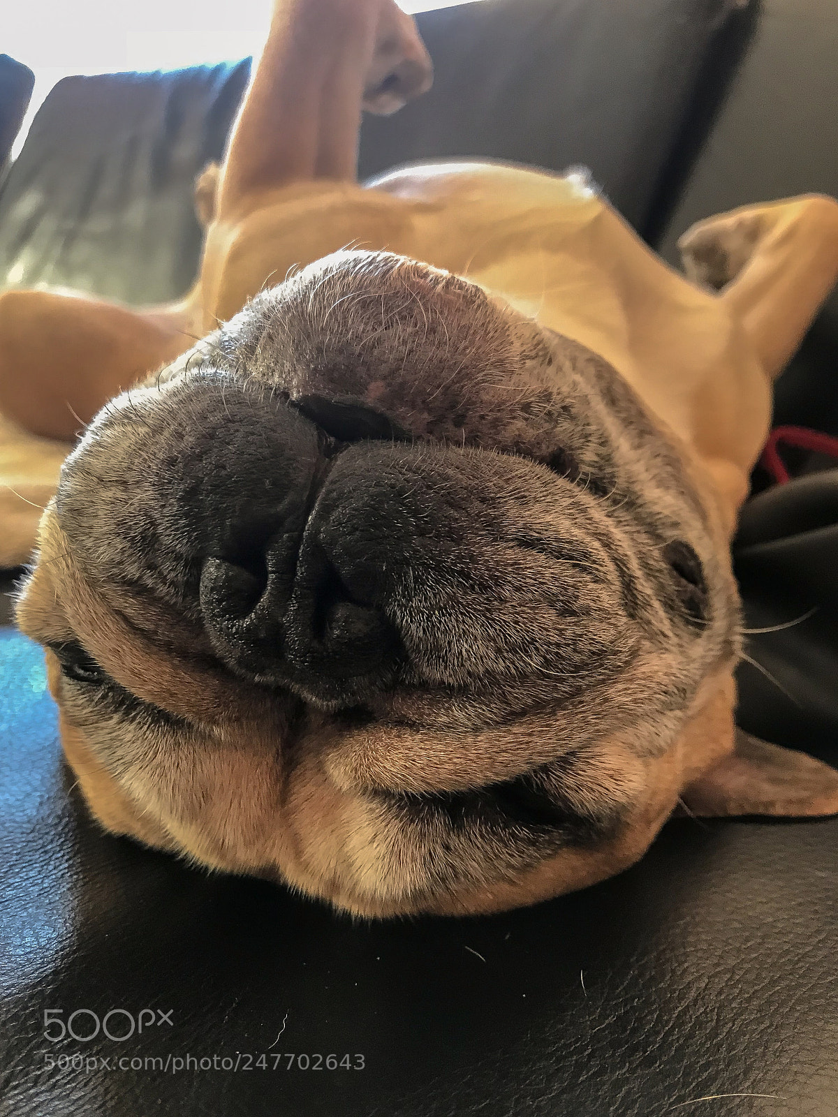 Apple iPhone 7 sample photo. Doggy photography