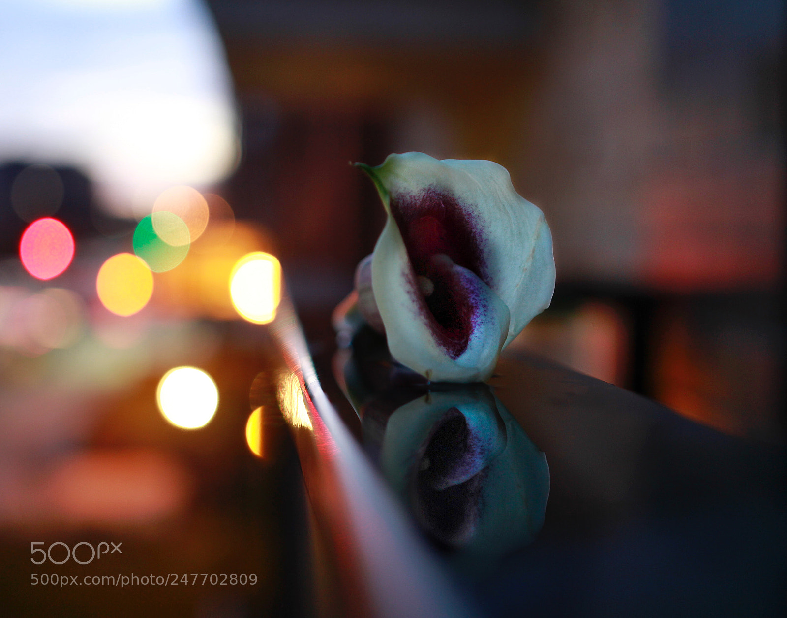 Canon EOS 7D sample photo. My love, my love photography