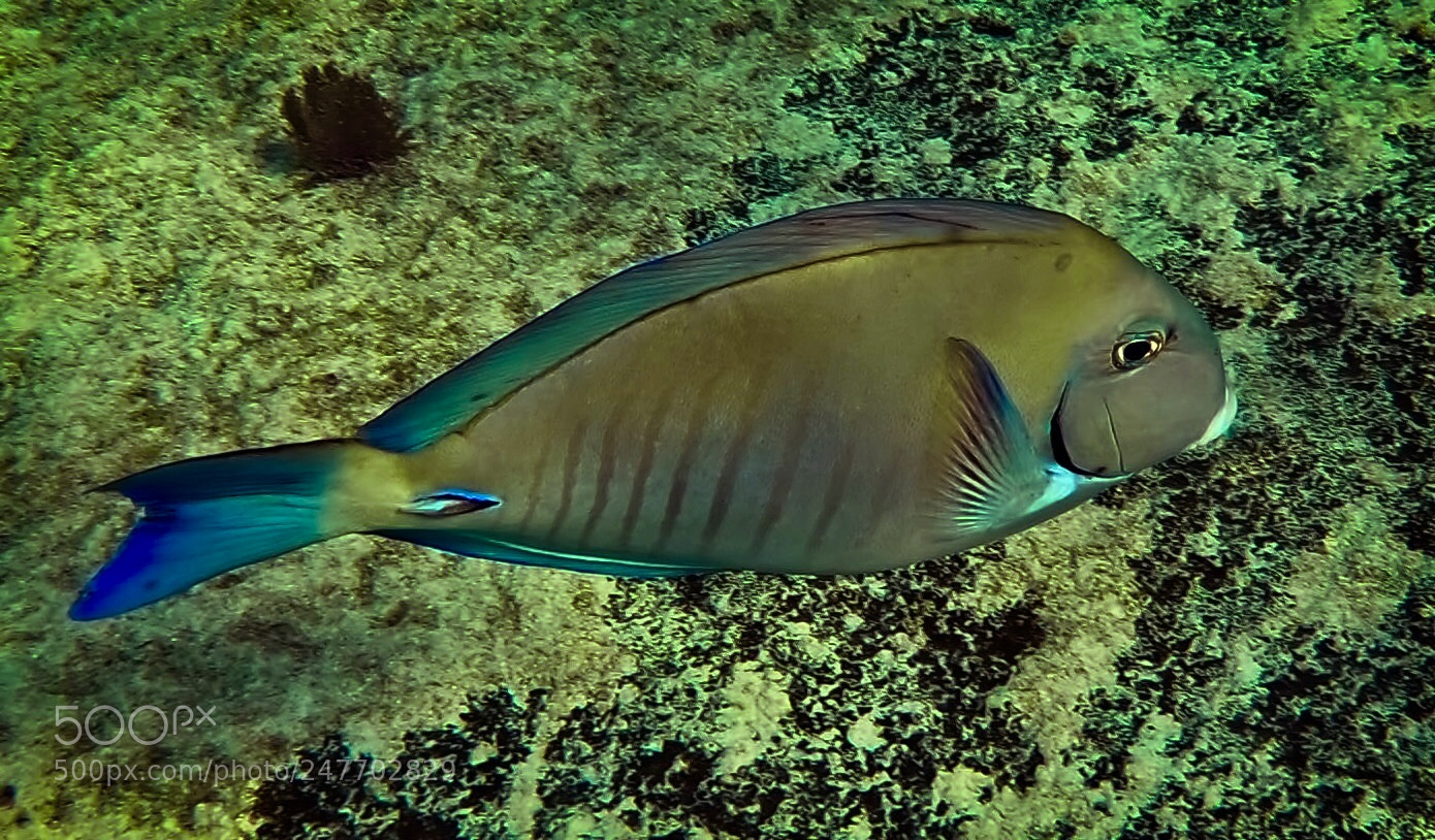 GoPro Hero6 Black sample photo. Untitled photography