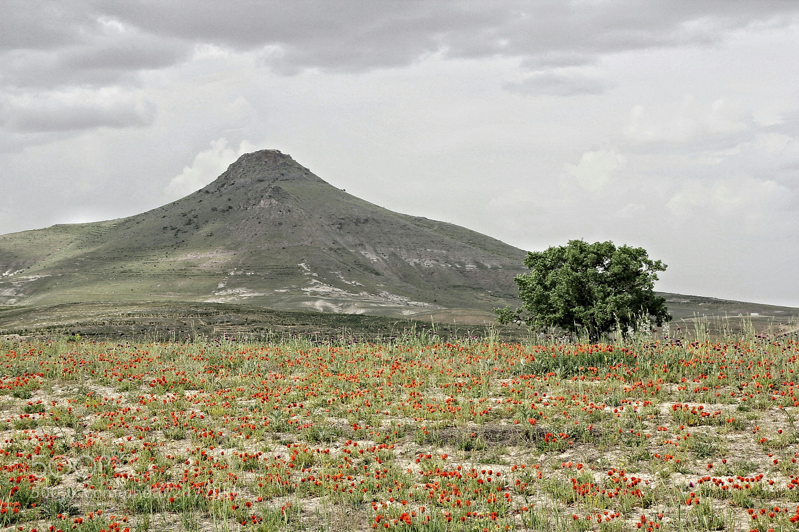 Canon EOS 60D sample photo. Spring in konya, konya photography