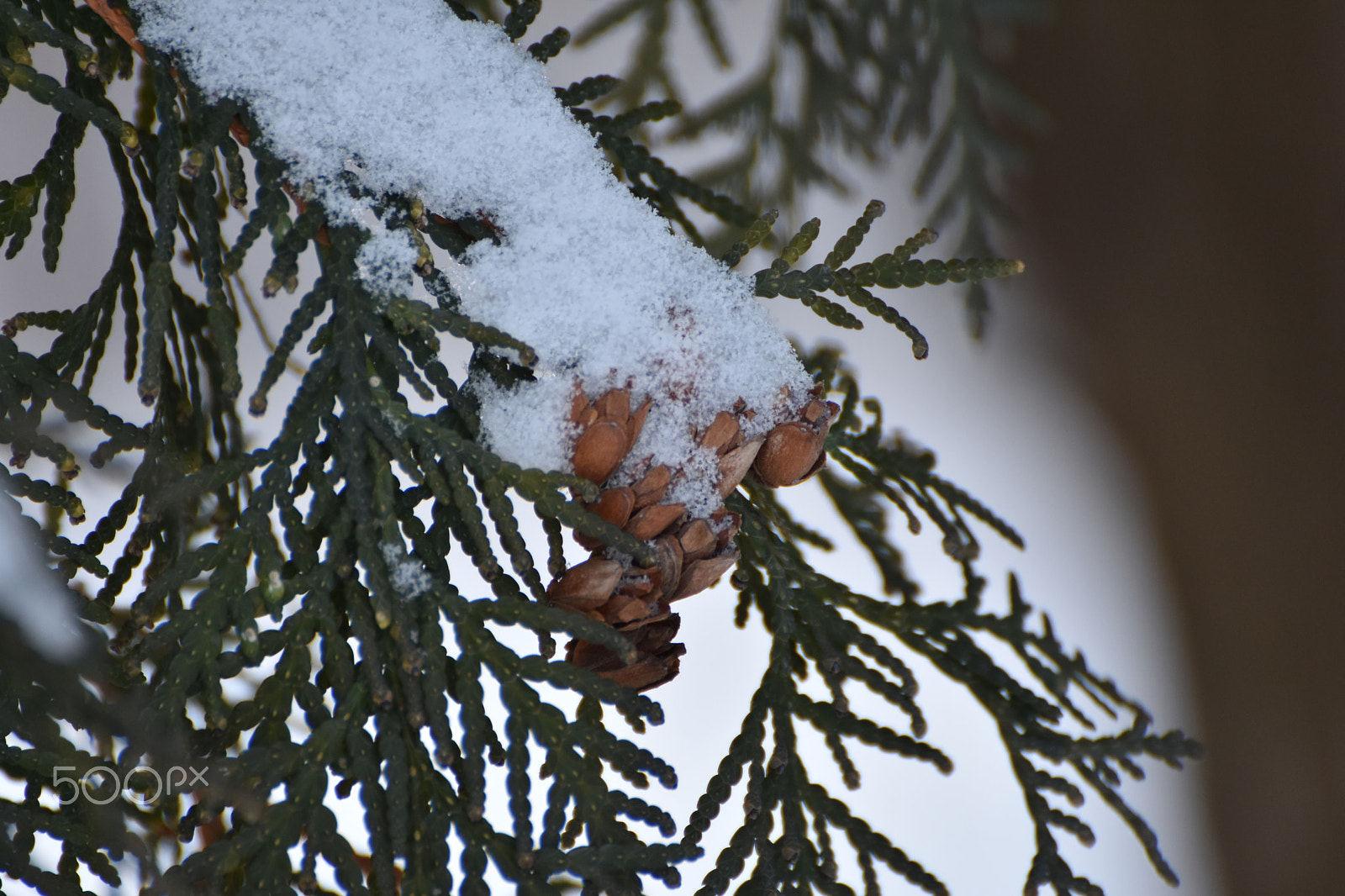 Nikon D3400 sample photo. Snowed photography