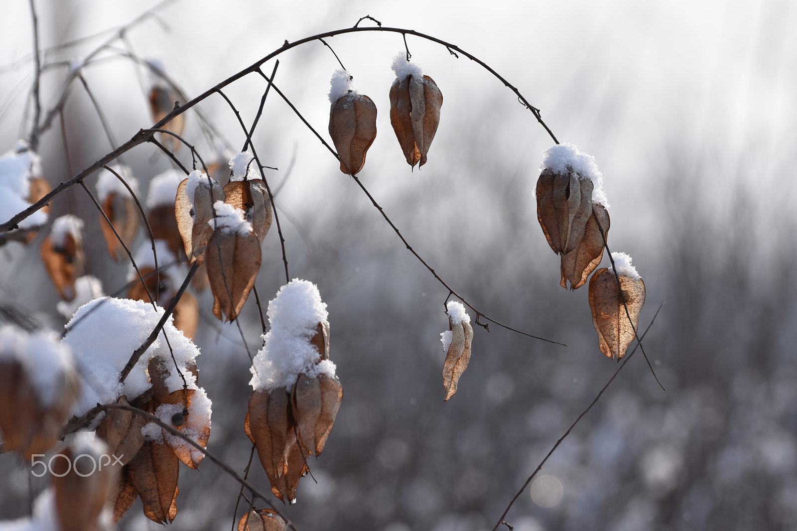 Nikon D3400 sample photo. Snowed photography