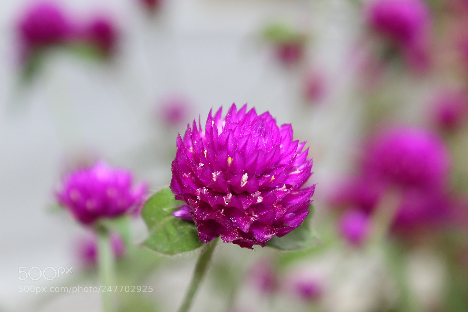 Canon EOS 600D (Rebel EOS T3i / EOS Kiss X5) sample photo. The flower at focus photography