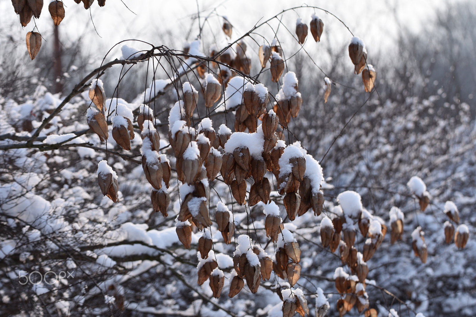 Nikon D3400 sample photo. Snowed photography