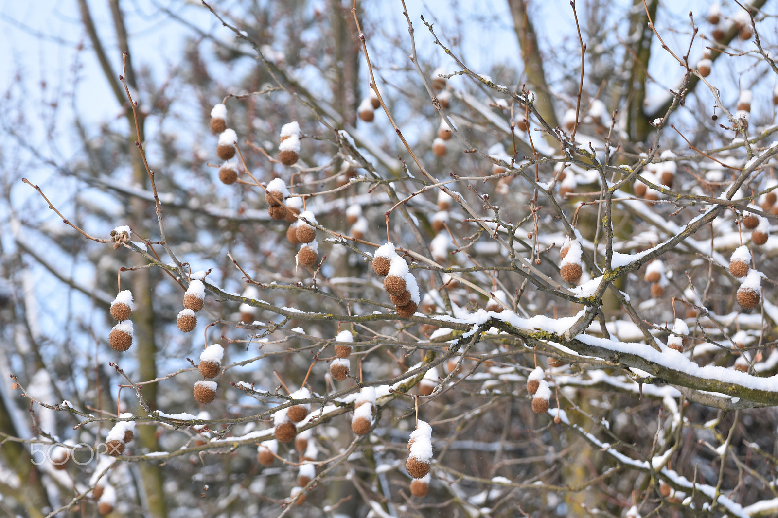 Nikon D3400 sample photo. Winter scene photography