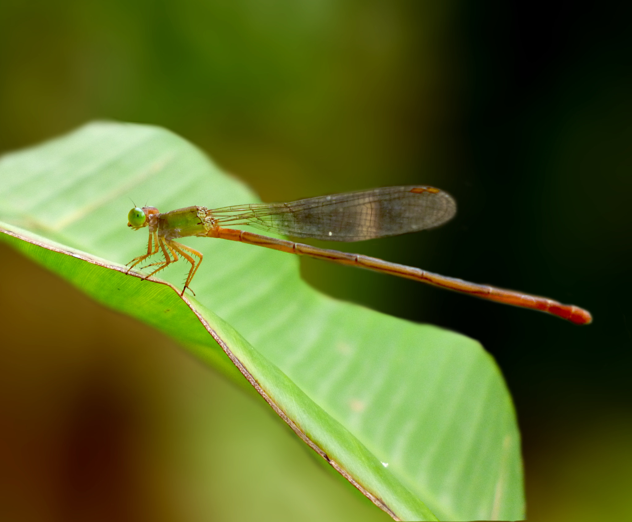 Panasonic DMC-S3 sample photo. Damselfly photography