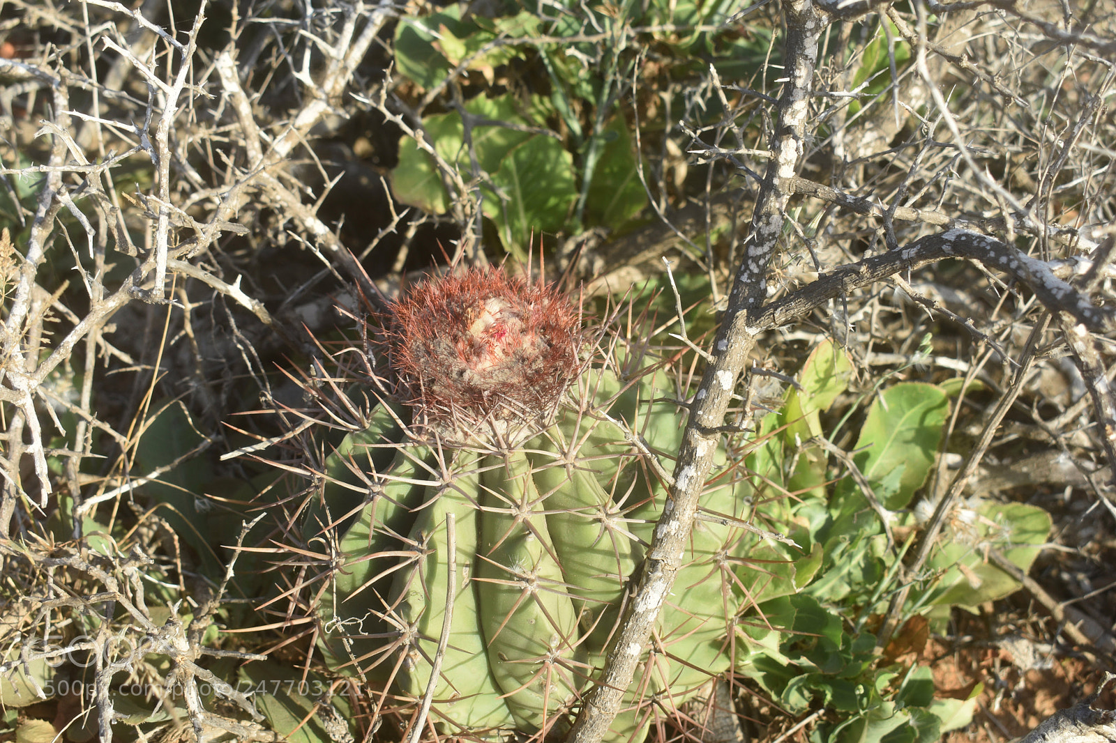 Nikon D3400 sample photo. Melocactus curvispinus. photography