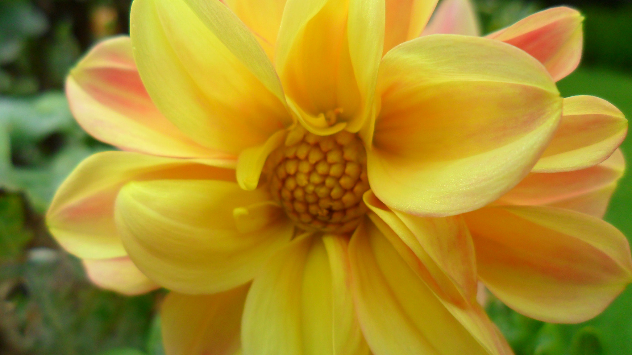 Samsung ES28 / VLUU ES28 sample photo. Flower 4 photography