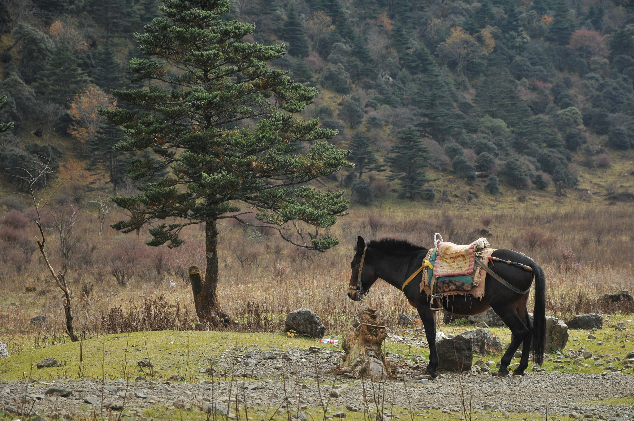 Nikon D300 sample photo