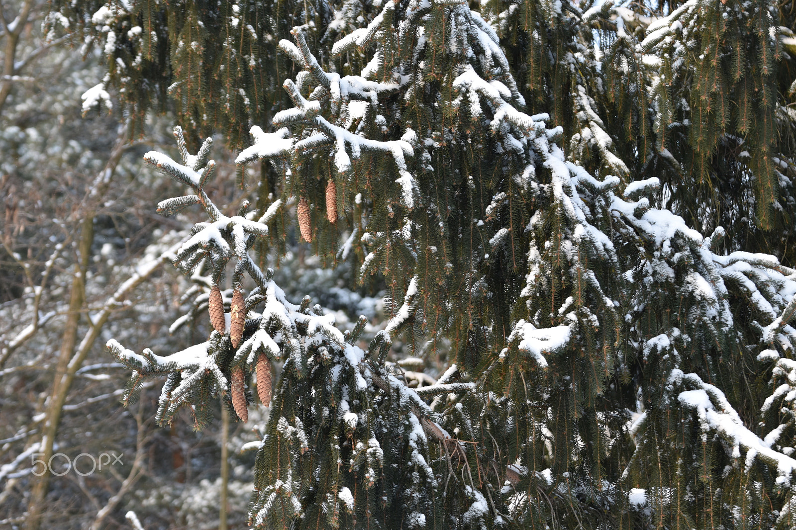 Nikon D3400 sample photo. Pinetree photography