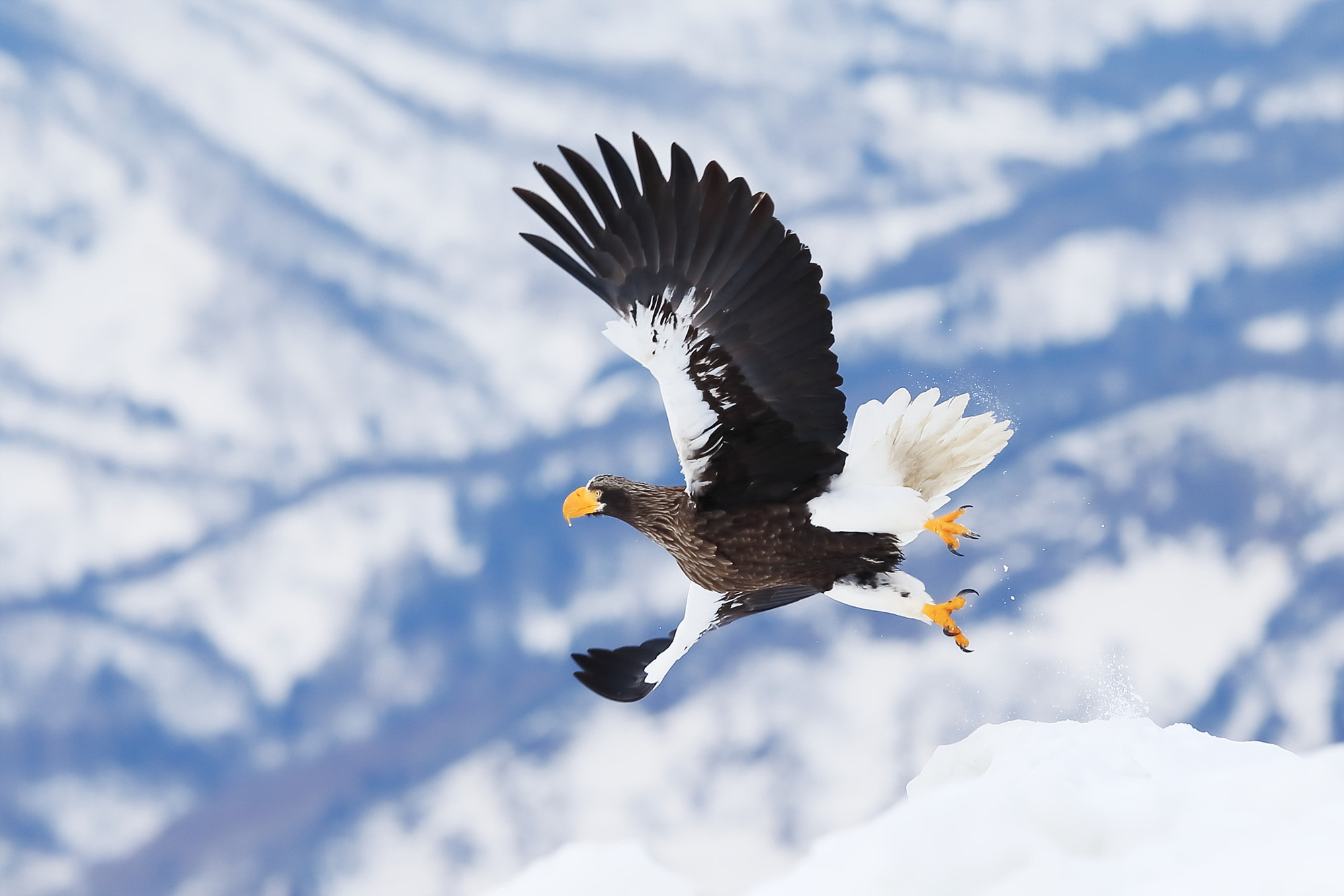 Canon EF 400mm F2.8L IS II USM sample photo. Steller sea eagle photography