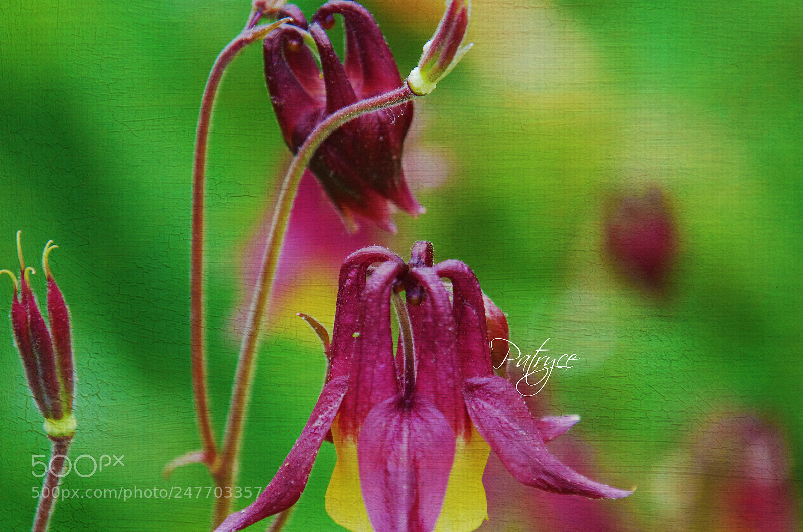 Pentax K-5 II sample photo. My favorite garden photography