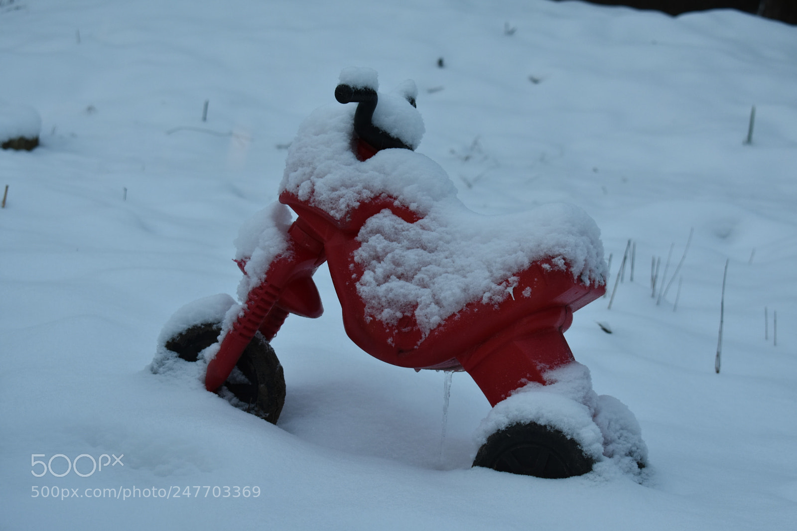 Nikon D3400 sample photo. Snowed photography