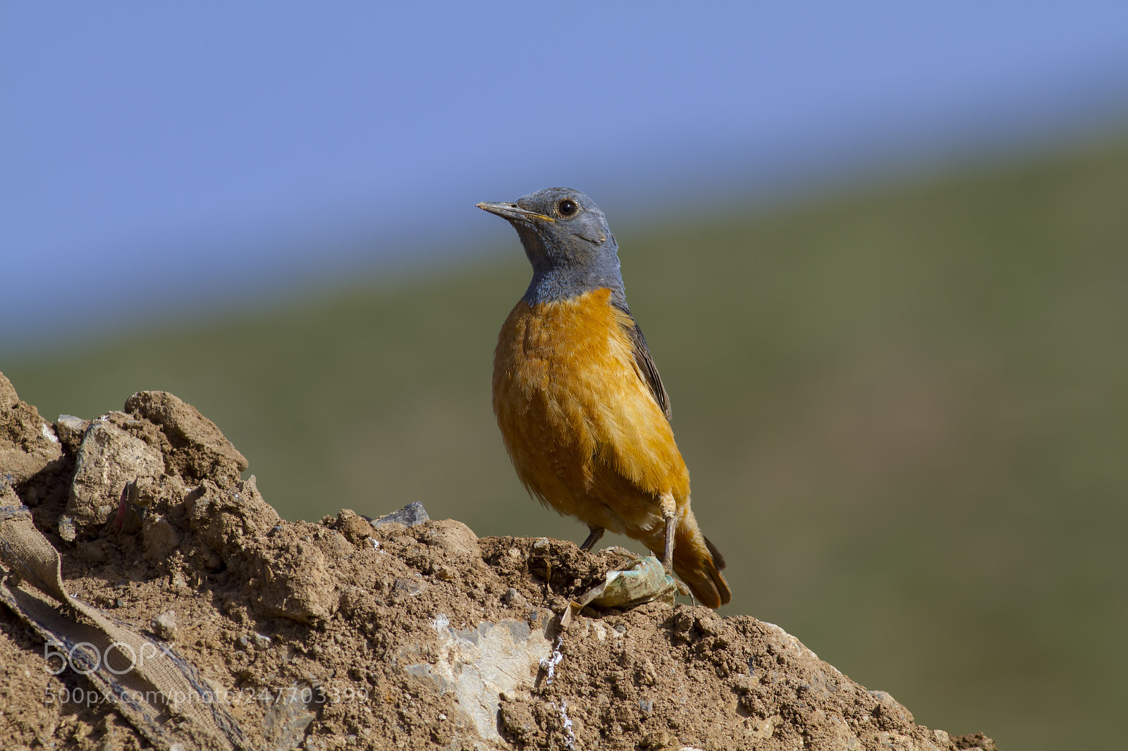 Canon EOS 7D sample photo. Common rock thrush photography