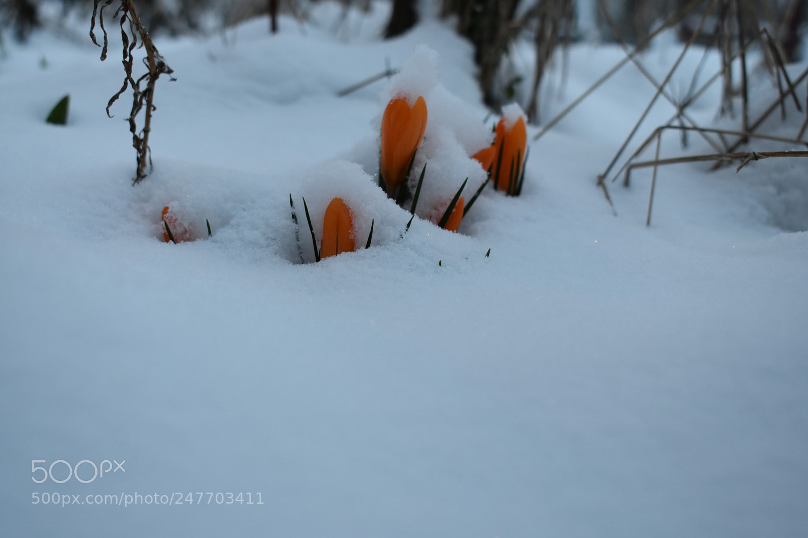 Nikon D3400 sample photo. Crocus photography