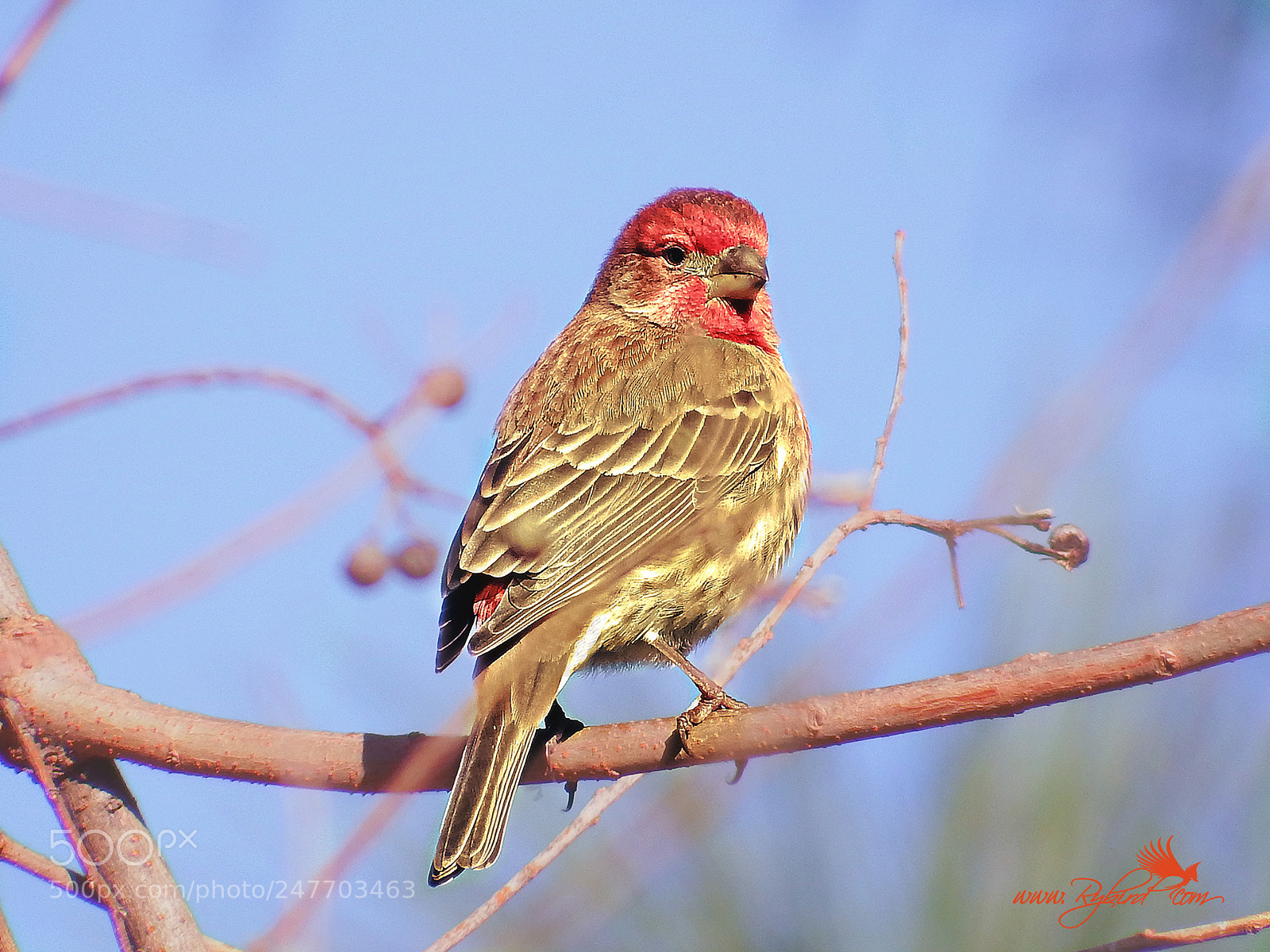 Fujifilm FinePix S1 sample photo. Male finch photography
