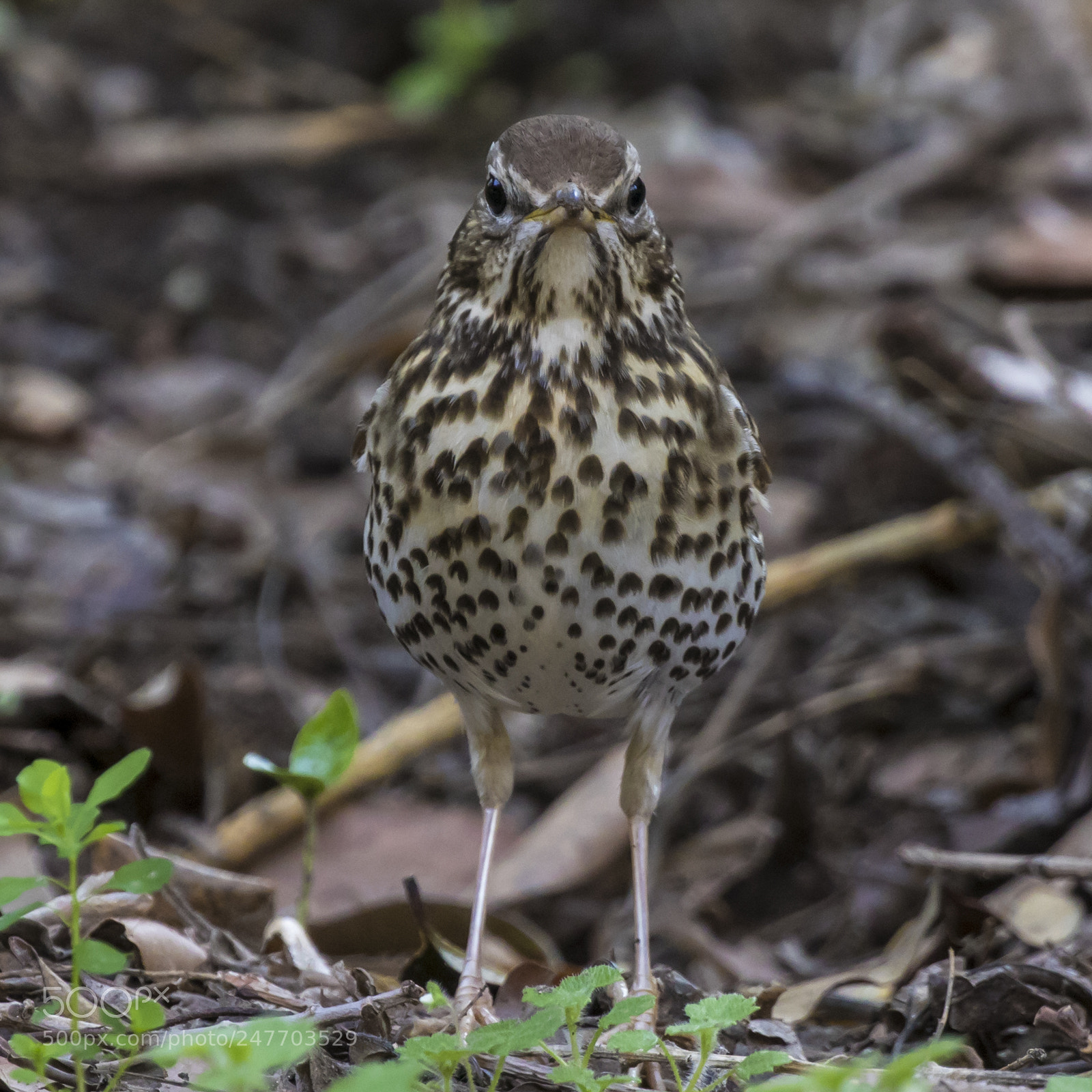Canon EOS 7D Mark II sample photo. Surly ? photography