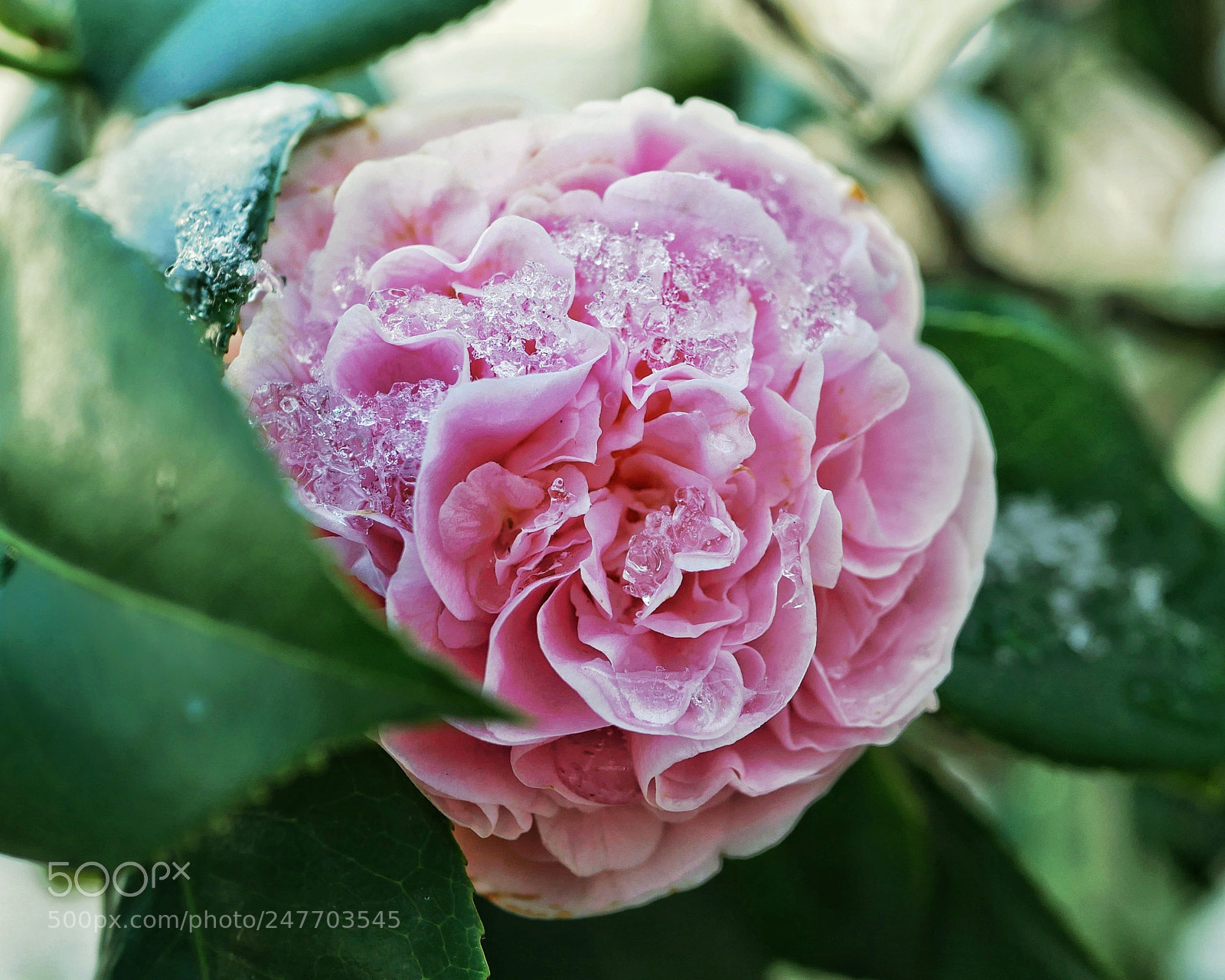 Panasonic Lumix DMC-GX85 (Lumix DMC-GX80 / Lumix DMC-GX7 Mark II) sample photo. Amour glacé photography