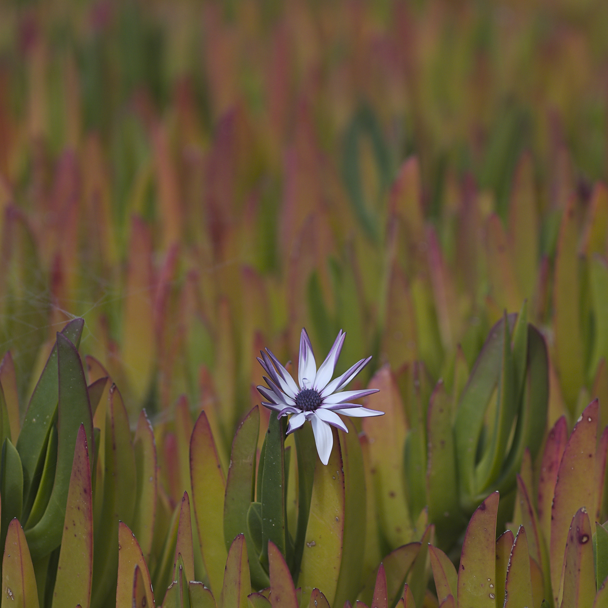 Olympus PEN E-PM2 sample photo. Lonely flower photography