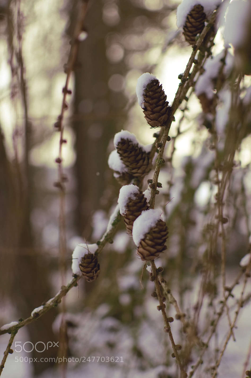 Nikon D5100 sample photo. Powdered goodness photography