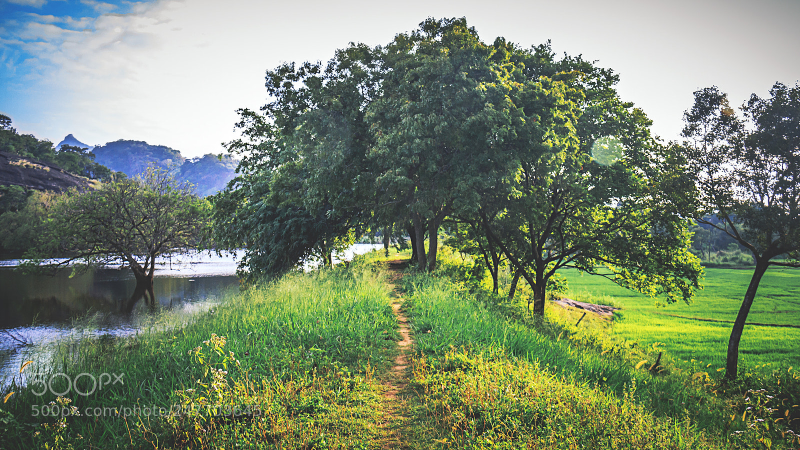 Canon EOS 600D (Rebel EOS T3i / EOS Kiss X5) sample photo. Paddy fields, dambulla, sri photography