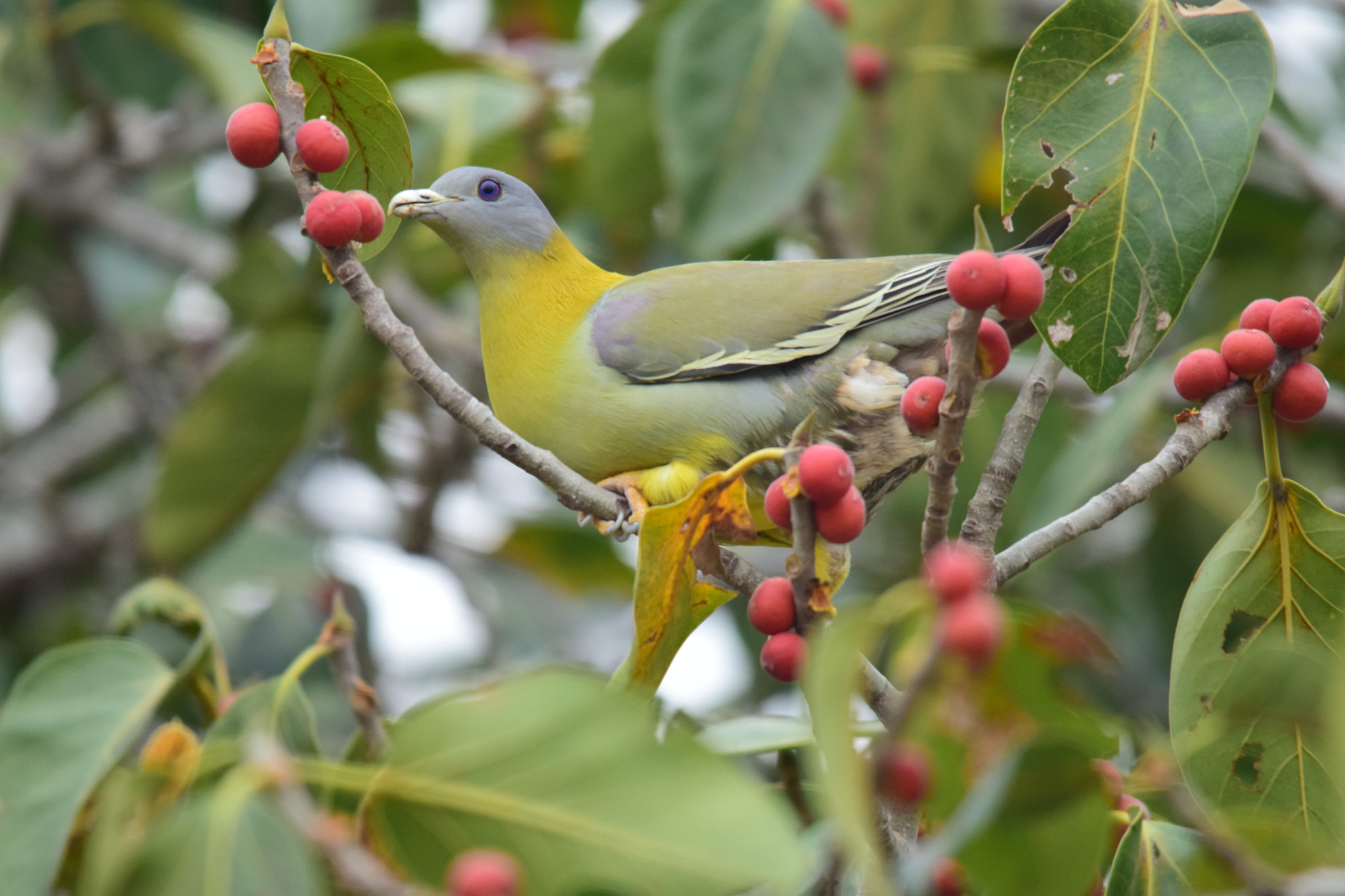 Sigma 150-500mm F5-6.3 DG OS HSM sample photo. Yellow-footed green pigeon. photography