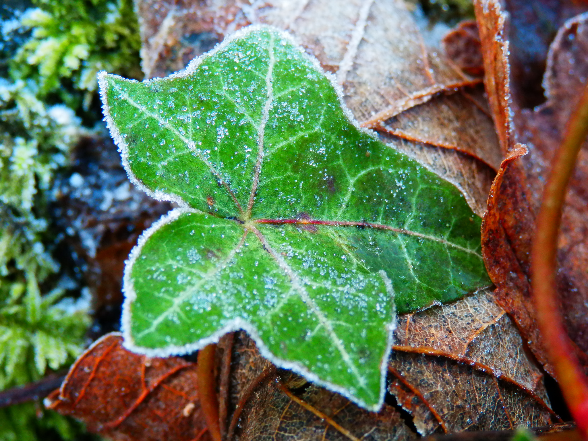 Olympus SZ-30MR sample photo. Frosty day photography