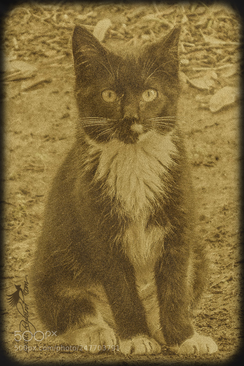 Fujifilm FinePix S1 sample photo. Vintage kitty photography