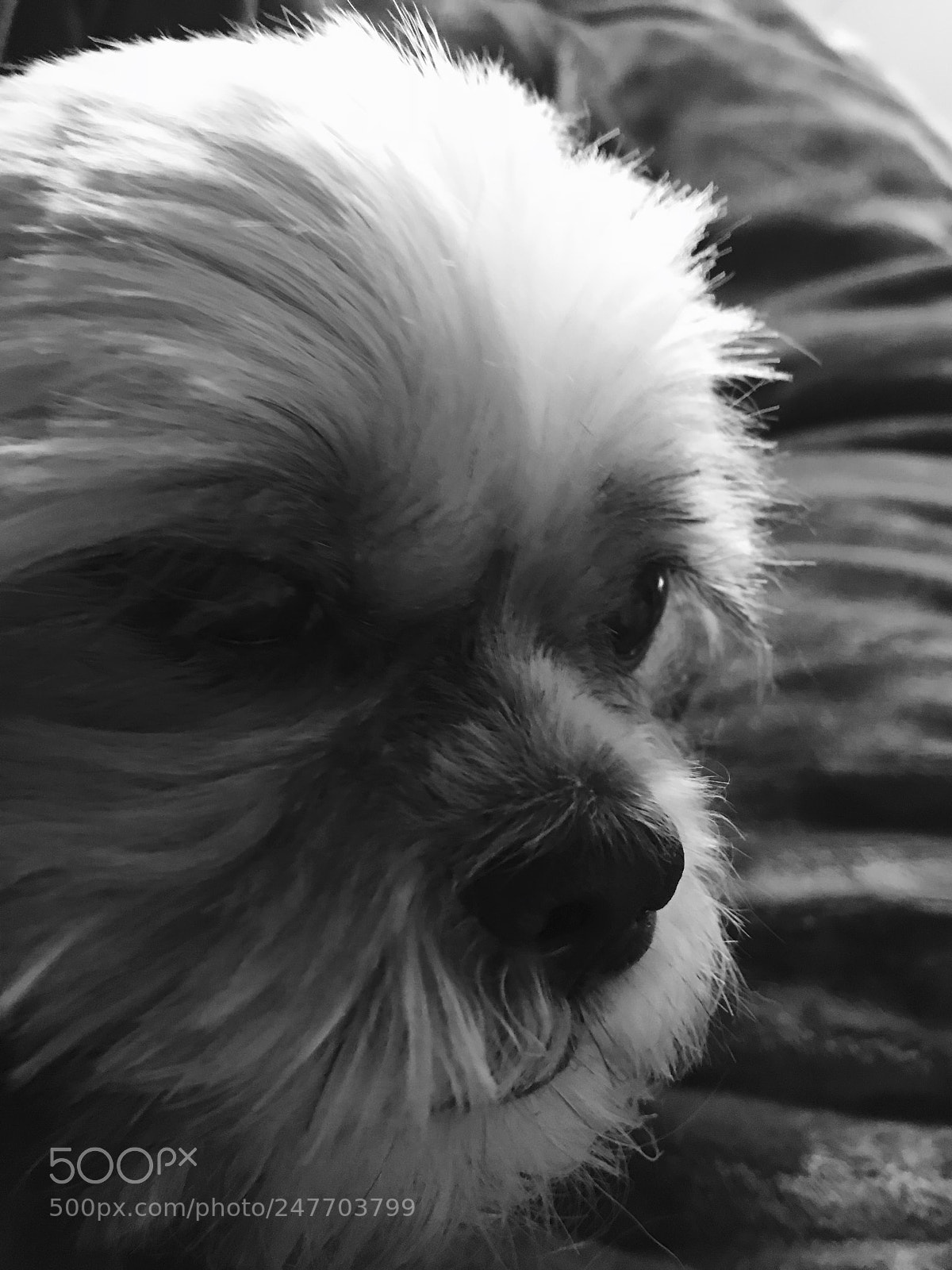 Apple iPhone 7 sample photo. Wise beyond years photography
