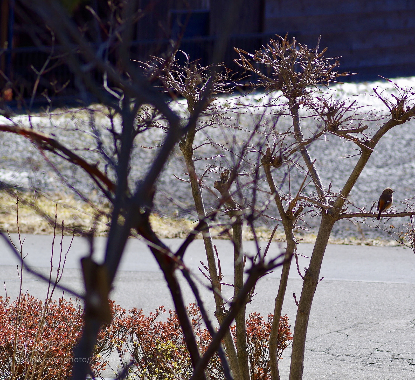 Pentax K-50 sample photo. 尉鶲 photography