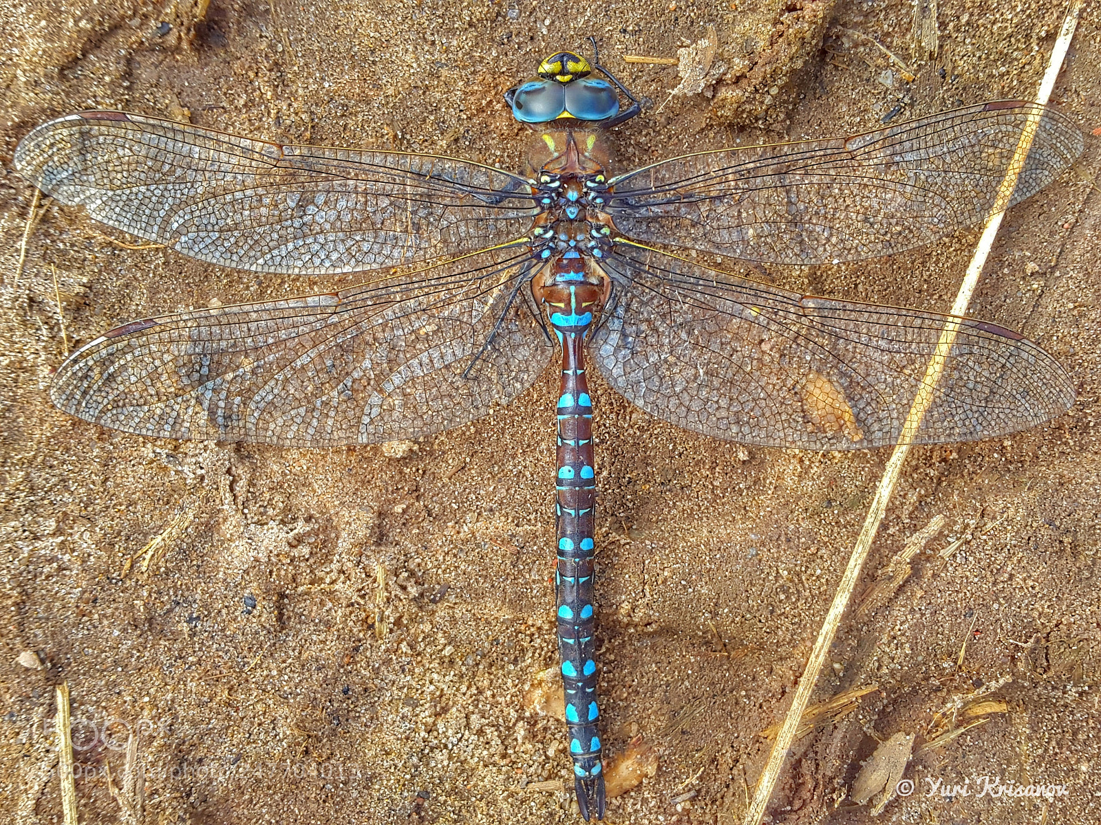 Samsung Galaxy Alpha sample photo. Big dragonfly lat. aeshna photography
