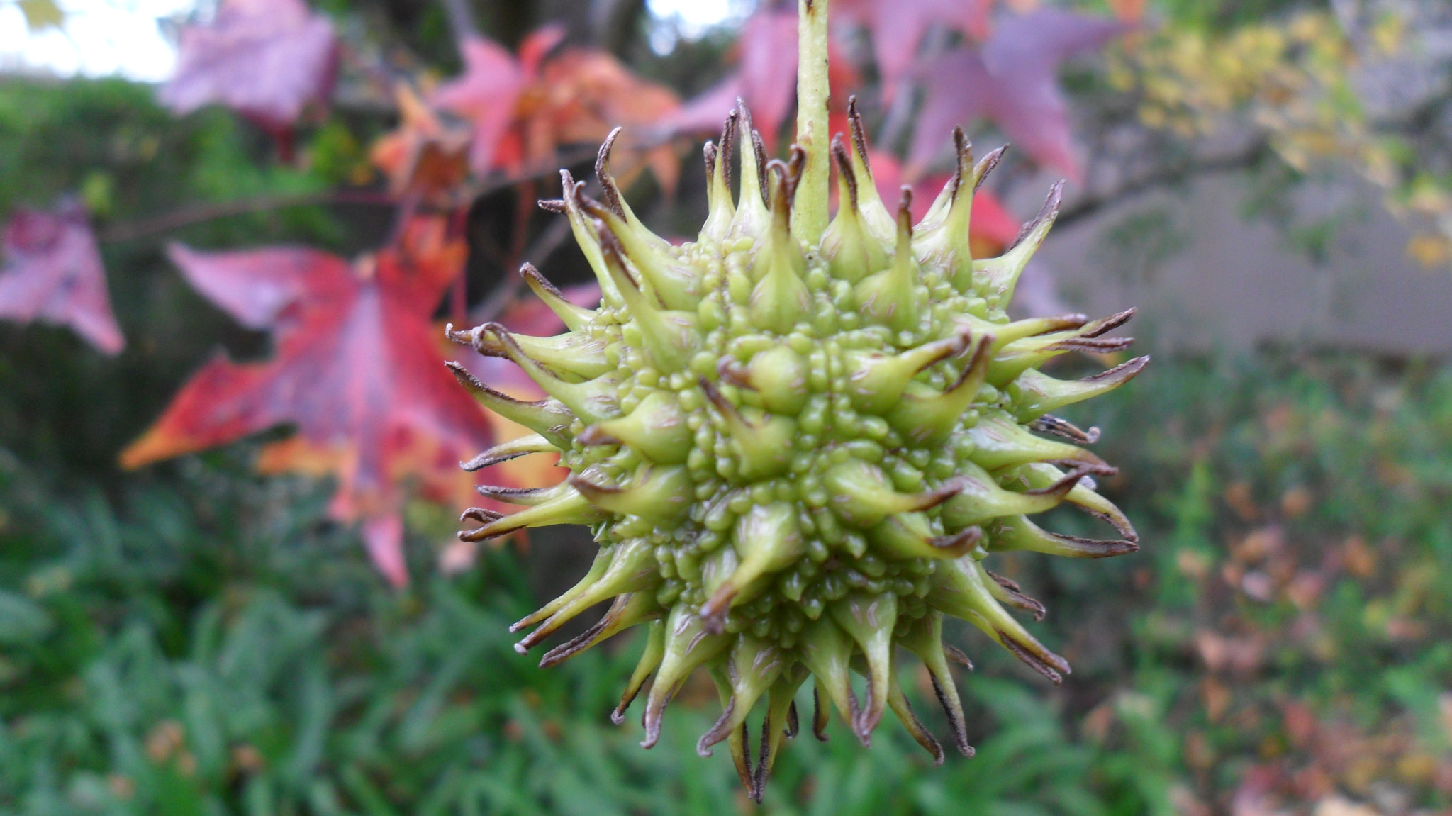 Samsung ES28 / VLUU ES28 sample photo. Flower seed photography