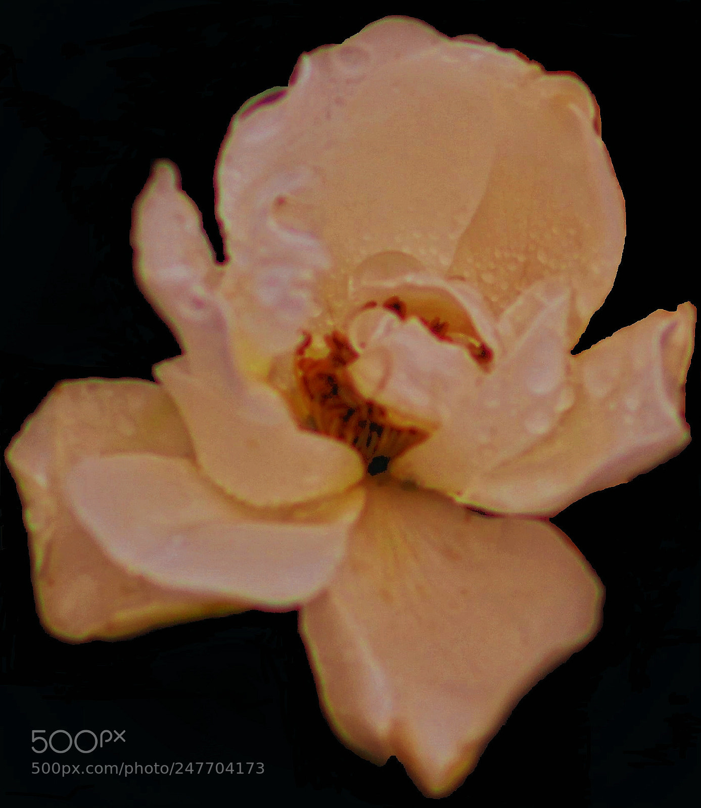 Canon EOS 700D (EOS Rebel T5i / EOS Kiss X7i) sample photo. Flower photography