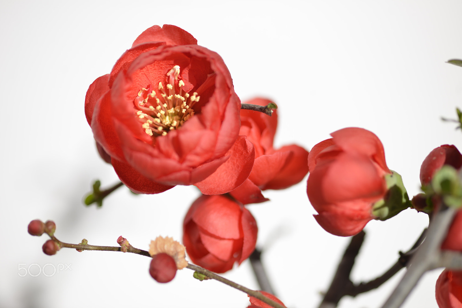 ZEISS Makro-Planar T* 100mm F2 sample photo. 铁脚海棠 photography