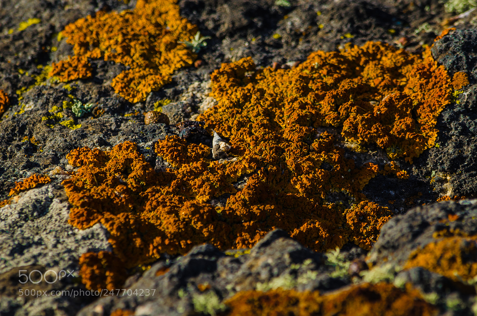 Nikon D5100 sample photo. Rusty moss photography