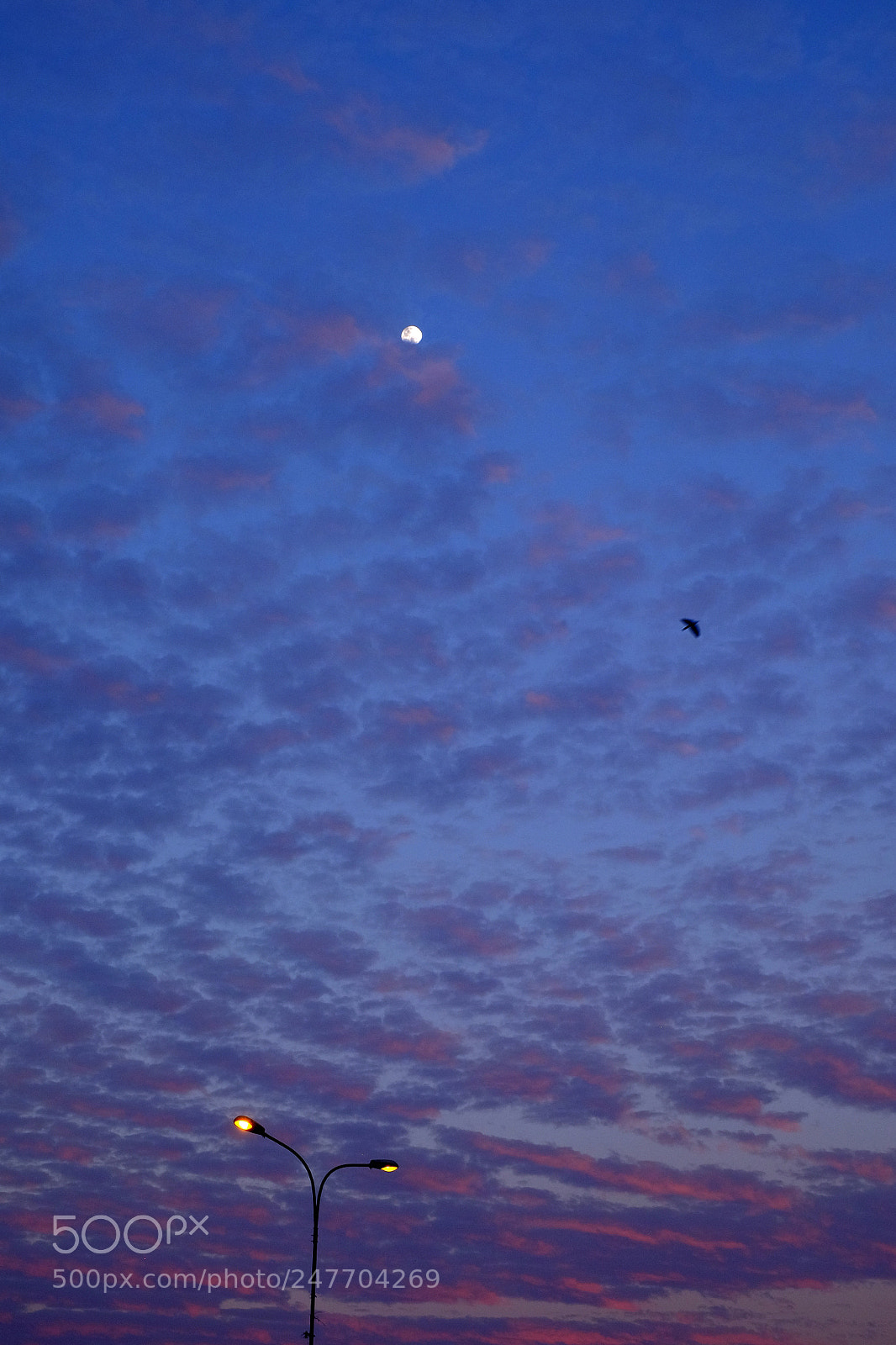 Fujifilm X-T10 sample photo. Moonlight-streetlight photography