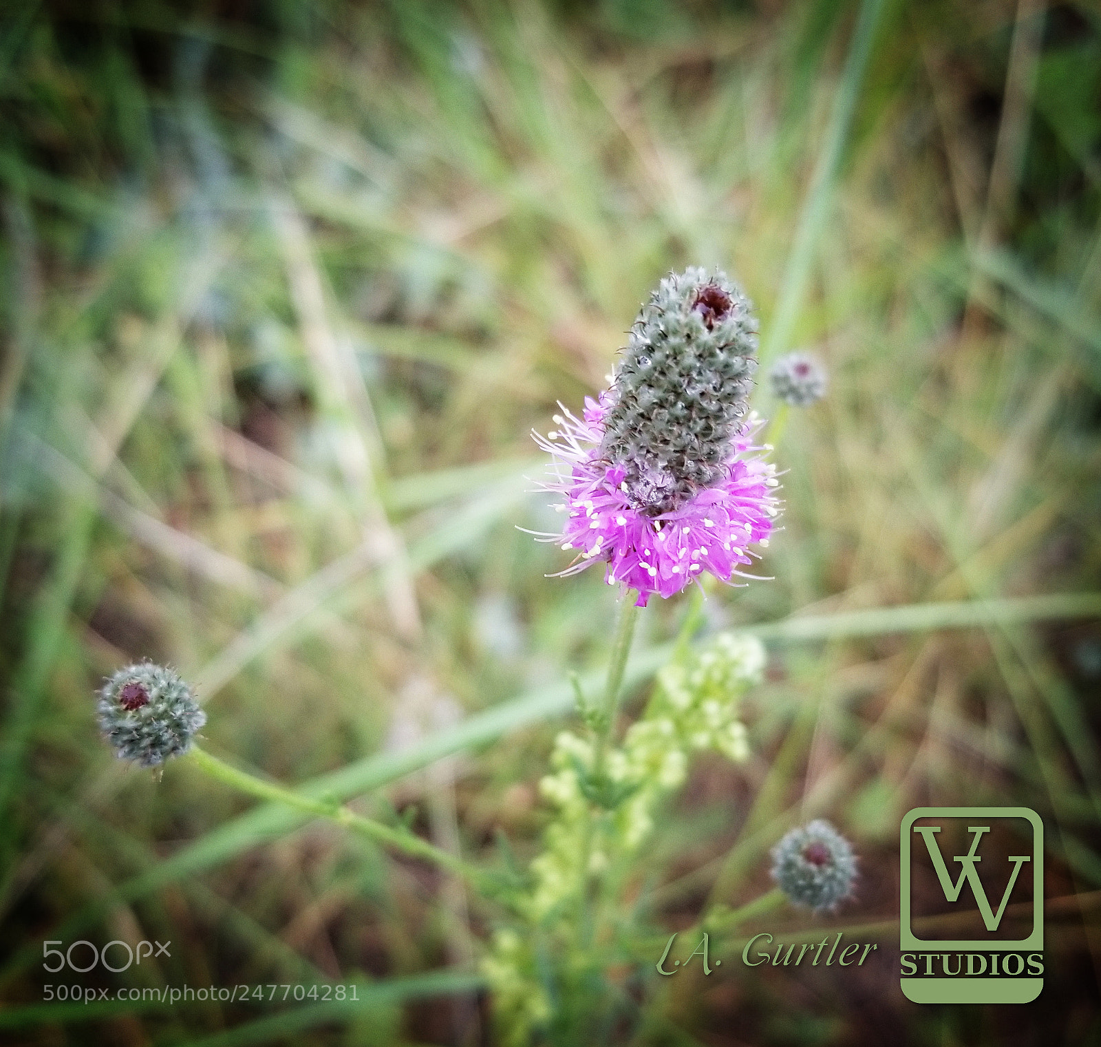 Samsung Galaxy S8 sample photo. Prairie clover flower photography