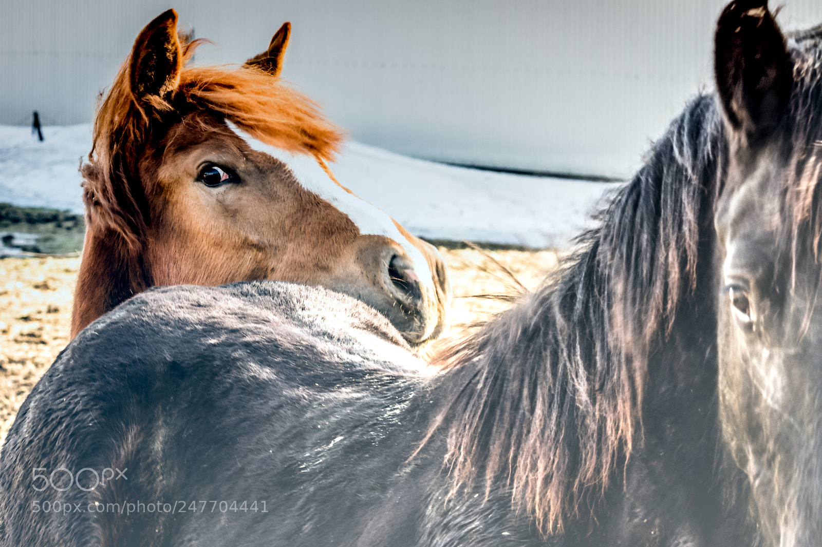 Pentax K-3 II sample photo. Margot la curieuse photography