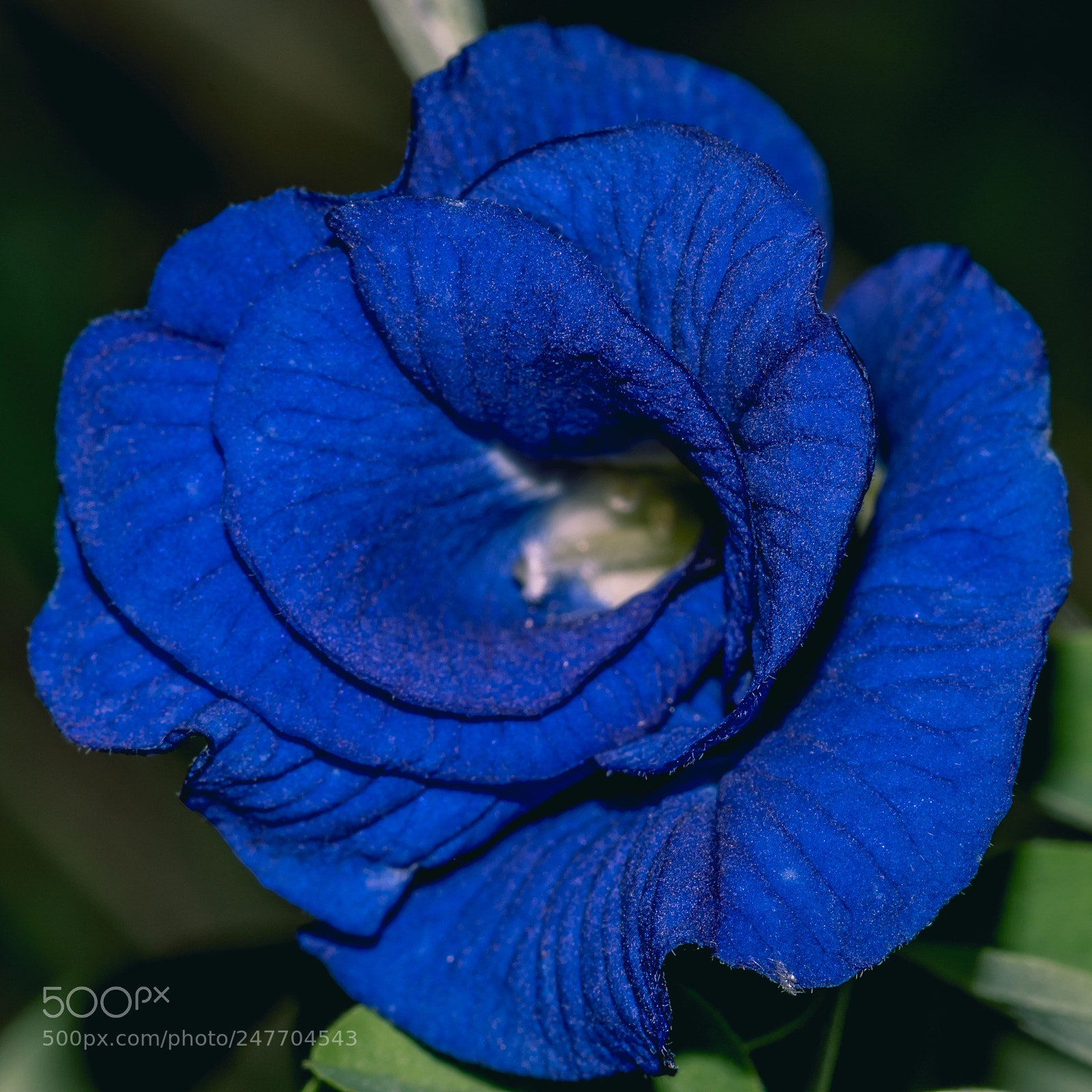 Nikon D5500 sample photo. The blue flower blooming photography